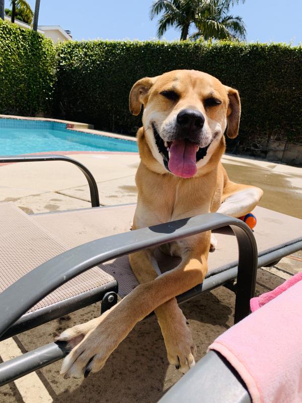 /Images/uploads/Friends of Seal Beach Animal Care Center/2022sbacc/entries/20901thumb.jpg